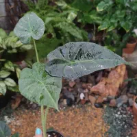 آلوکازیا رگال شیلد|گل و گیاه طبیعی|خمینی‌شهر, |دیوار