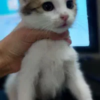 واگذاری بچه گربه