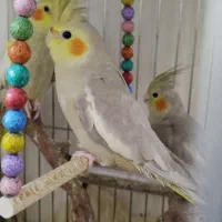 عروس هلندی|پرنده|ساوه, |دیوار