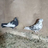 سلام دوتا کبوتر ماده سوسکی دمسفیدوابلق سیاه|پرنده|کرمانشاه, |دیوار