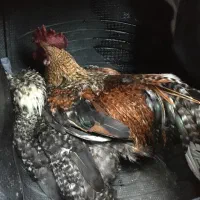 خروس فونیکس