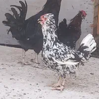 مرغ و خروس گلین مشکی