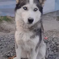 معاوضه سگ هاسکی ماده نژاد سیبرین با سگ نگهبان