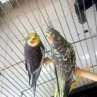 دو عروس هلندی نر و ماده