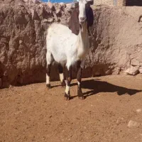 برافغان آبستن سنگین