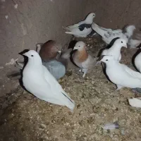 کبوتر|پرنده|بزینه رود, |دیوار