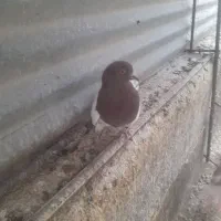 دوتا کبوتر|پرنده|قزوین, |دیوار