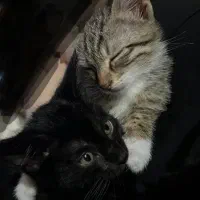 واگذاری گربه