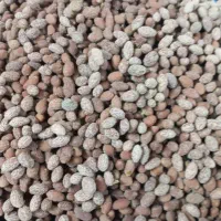 هسته زیتون تمیز و خشک