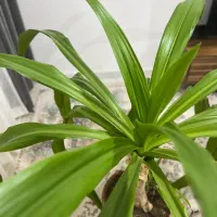 گیاه اشک ملکه ۹ ساله|گل و گیاه طبیعی|پرند, فاز ۶|دیوار