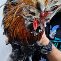 مرغ و خروس محلی زینتی