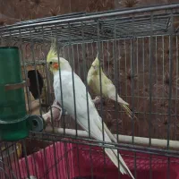 عروس هلندی|پرنده|پاکدشت, حصار امیر|دیوار