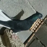 اشعل نر