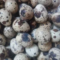 تخم نطفه دار بلدرچین