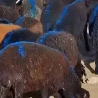 کود گوسفندی پرواری