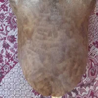 هیزه جا روغن نو