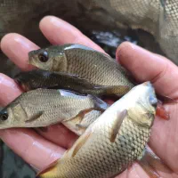 پخش ماهی جهاد|ماهی|قزوین, |دیوار