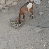 فروش چند عدد کهر نر وچند عددکهر ماده سالم و سرحال|حیوانات مزرعه|بندرعباس, |دیوار