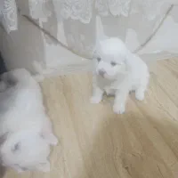 سگ پاکوتاه
