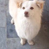 سگ باهوش