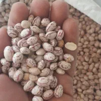 لوبیا چیتی یک تن و نیم