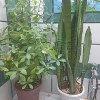 گل طبیعی|گل و گیاه طبیعی|فارسان, |دیوار