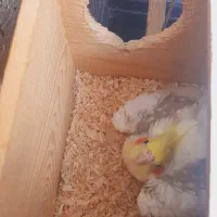طوطی عروس  ماده