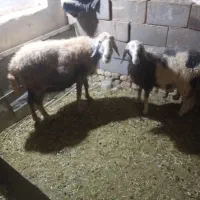 قیمت بیست و هشت میلیون|حیوانات مزرعه|اصفهان, تیران|دیوار