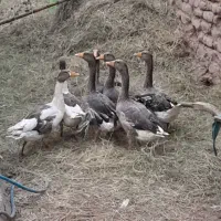 غاز