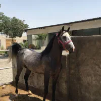 اسب|اسب و تجهیزات اسبسواری|ری, شهرک نظامی|دیوار