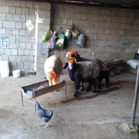 میش و بره|حیوانات مزرعه|شوشتر, |دیوار