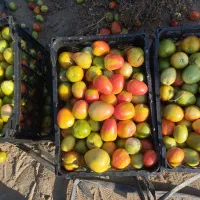 گوجه‌فرنگی