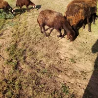 یک راس میش افشار شکم ۴  فروشی