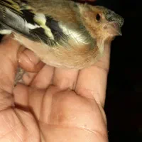 فروش سهره جنگلی|پرنده|رشت, نظری|دیوار