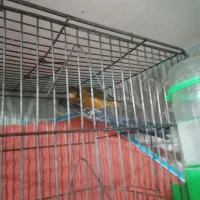 فروش یک جفت قناری|پرنده|کرمان, |دیوار