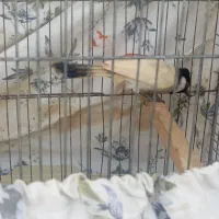 قفس پرون همراه پرنده|پرنده|اهواز, کوی کربن|دیوار