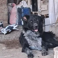 گم شدها