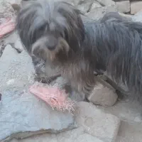 واگذاری سگ خونگی