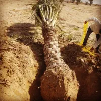 فروش انواع نخل خرما درخت مرکبات|خدمات باغبانی و درختکاری|کاشان, الغدیر|دیوار