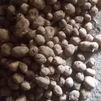 باسلام سیب زمینی بذری