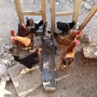 مرغ تخمگذار بومی