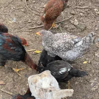 مرغ خروس نیمچه|حیوانات مزرعه|رشت, توشیبا|دیوار