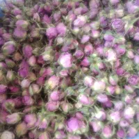 غنچه گل محمدی وگلاب