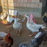 غاز بالغ|حیوانات مزرعه|سرخنکلاته, |دیوار