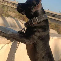 سگ پیتبول نر|سگ|بندر ماهشهر, |دیوار