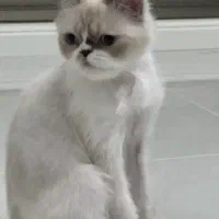 گربه پرشین|گربه|تبریز, |دیوار