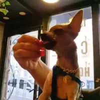 واگذاری|سگ|باسمنج, |دیوار