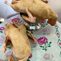 قوغاز زنده و کشتار