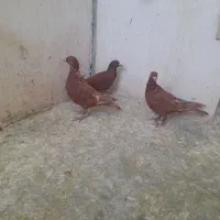 نر پروندنی .نر .ماده .همچی کفتر خوب|پرنده|کرمان, |دیوار