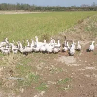 تعدای غاز محلی به فروش میرسد|حیوانات مزرعه|آستانه اشرفیه, |دیوار